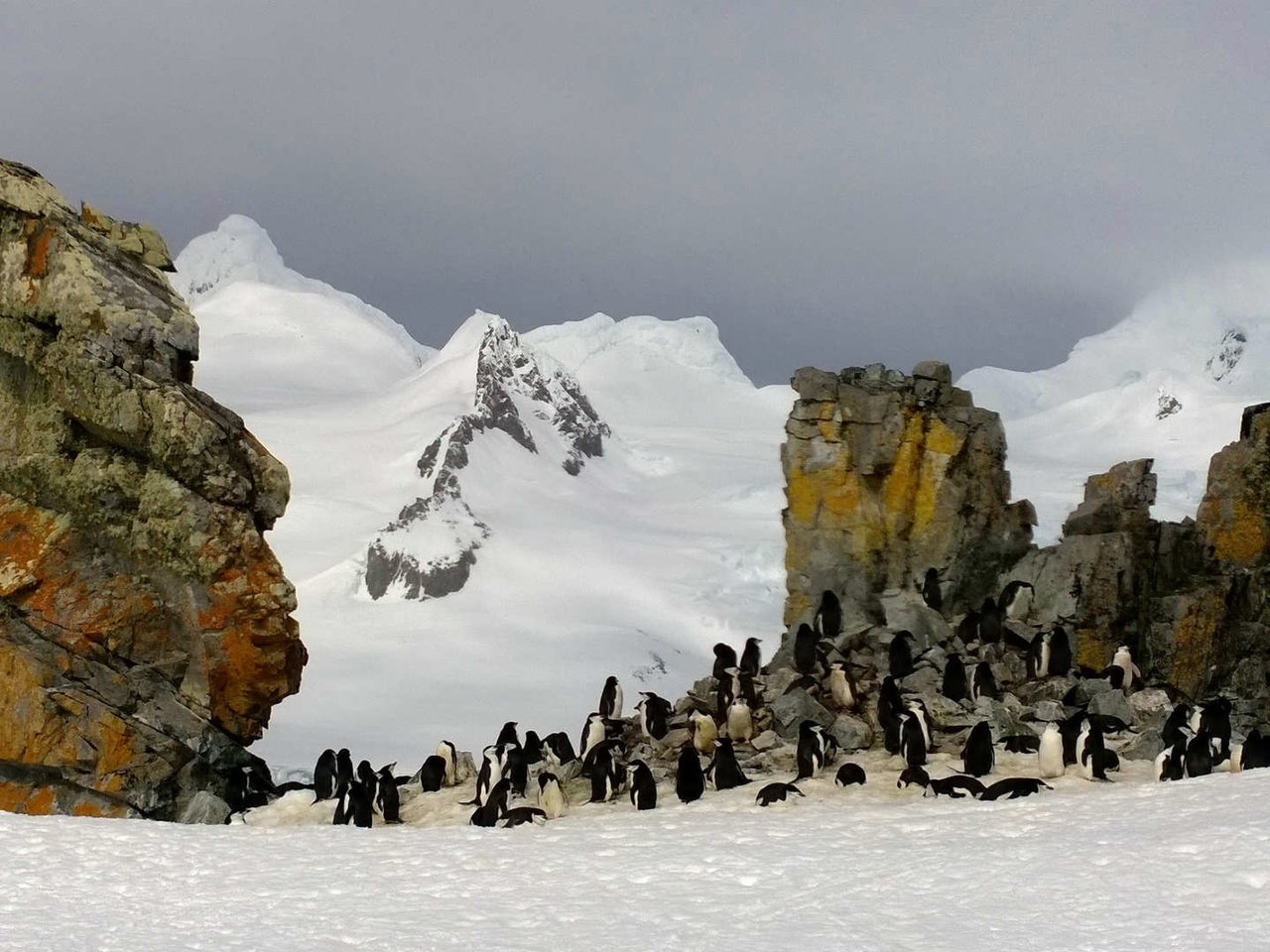 Обои скалы, антарктида, пингвины, rocks, antarctica, penguins разрешение 1920x1080 Загрузить