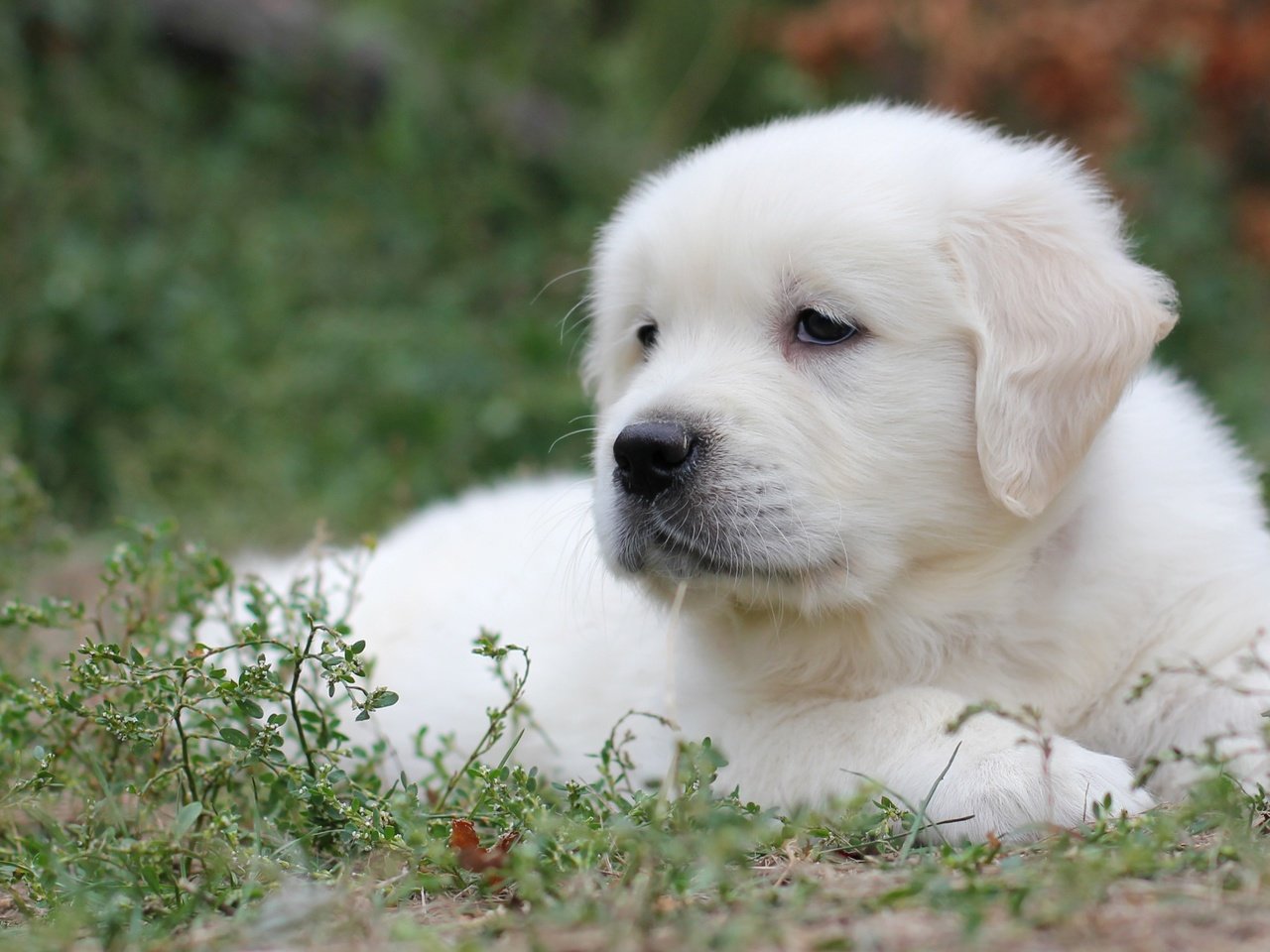 Обои трава, белый, собака, щенок, лабрадор, ретривер, grass, white, dog, puppy, labrador, retriever разрешение 2400x1563 Загрузить