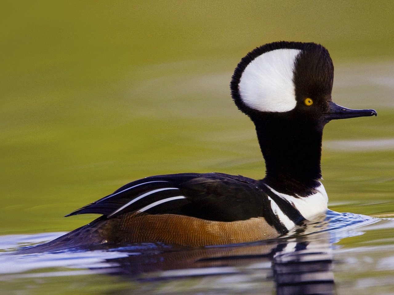 Обои птица, сша, южная каролина, хохлатый крохаль, bird, usa, south carolina, crested merganser разрешение 1920x1080 Загрузить