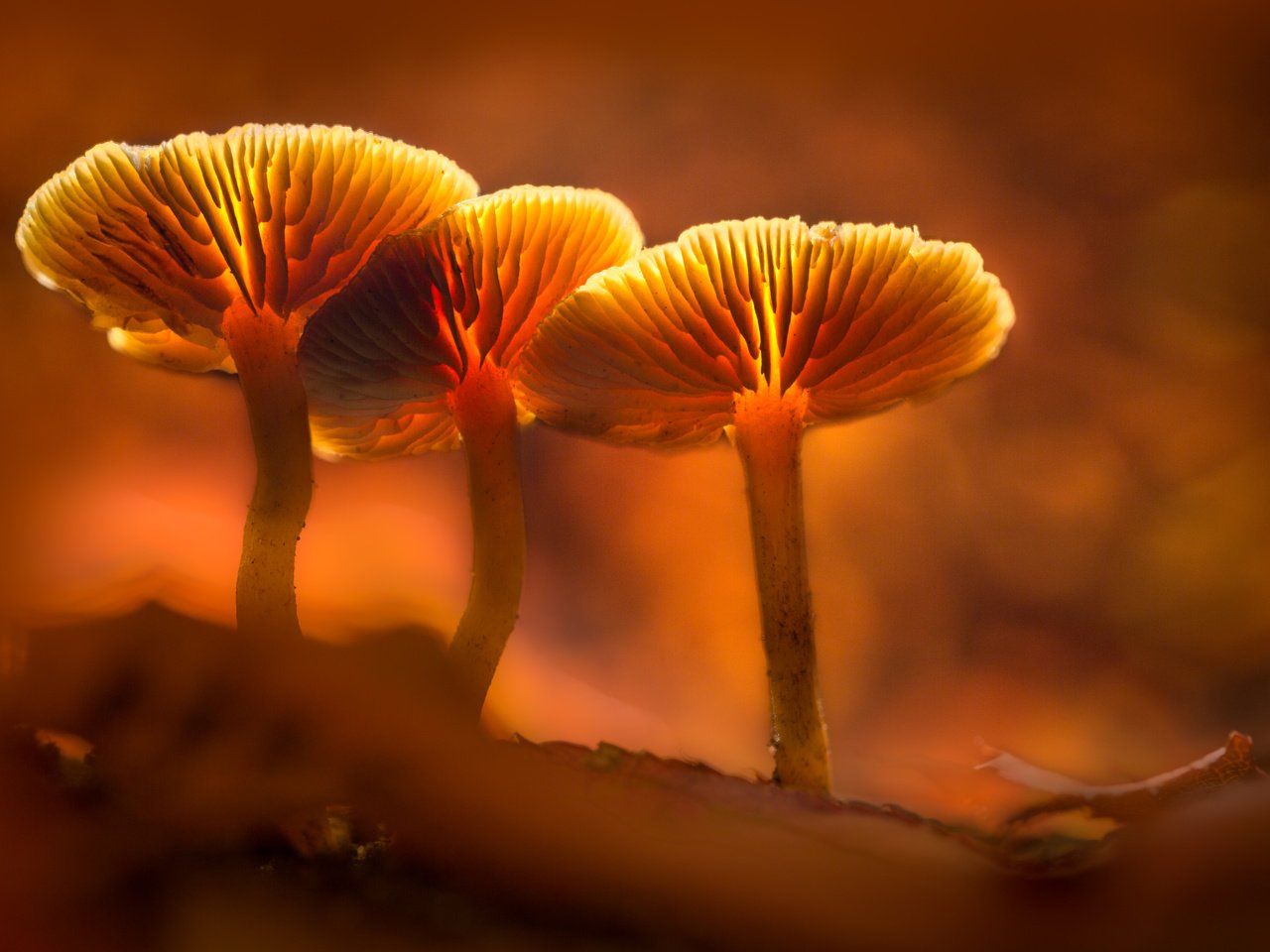 Обои свет, грибы, гриб, оранжевый, подсветка, sophiaspurgin, light, mushrooms, mushroom, orange, backlight разрешение 5760x3840 Загрузить