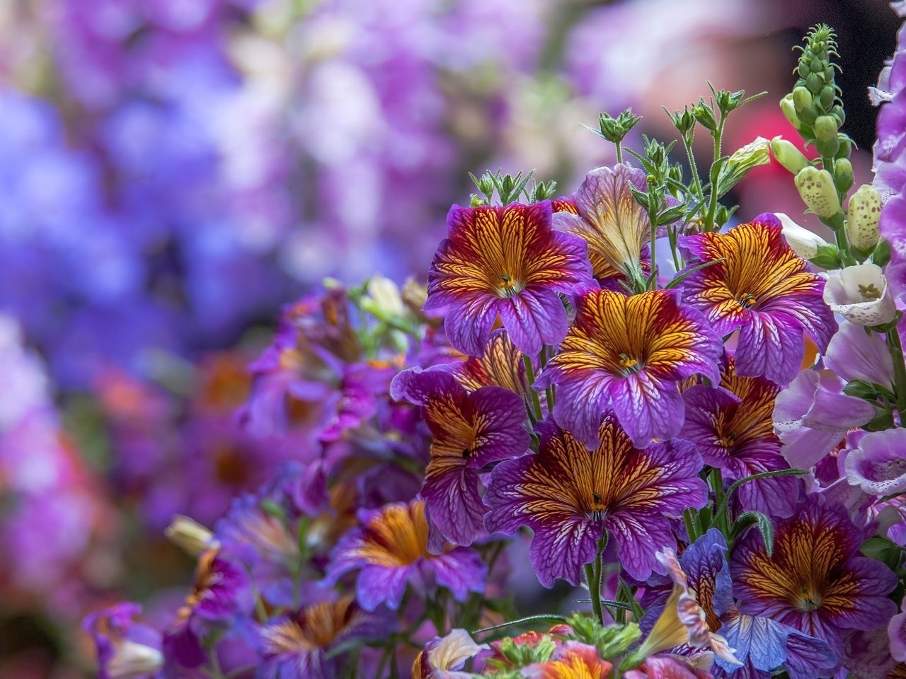 Обои цветы, макро, дигиталис, наперстянка, сальпиглосис, flowers, macro, digitalis, salpiglossis разрешение 2048x1347 Загрузить