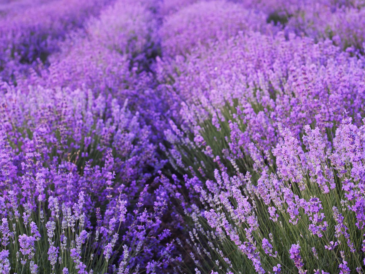 Обои цветы, поле, лаванда, flowers, field, lavender разрешение 3840x2400 Загрузить