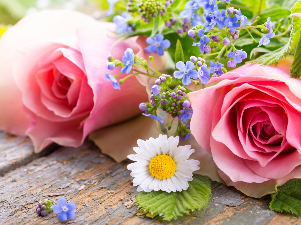 Обои цветы, бутоны, розы, лепестки, ромашка, незабудки, flowers, buds, roses, petals, daisy, forget-me-nots разрешение 2880x1800 Загрузить