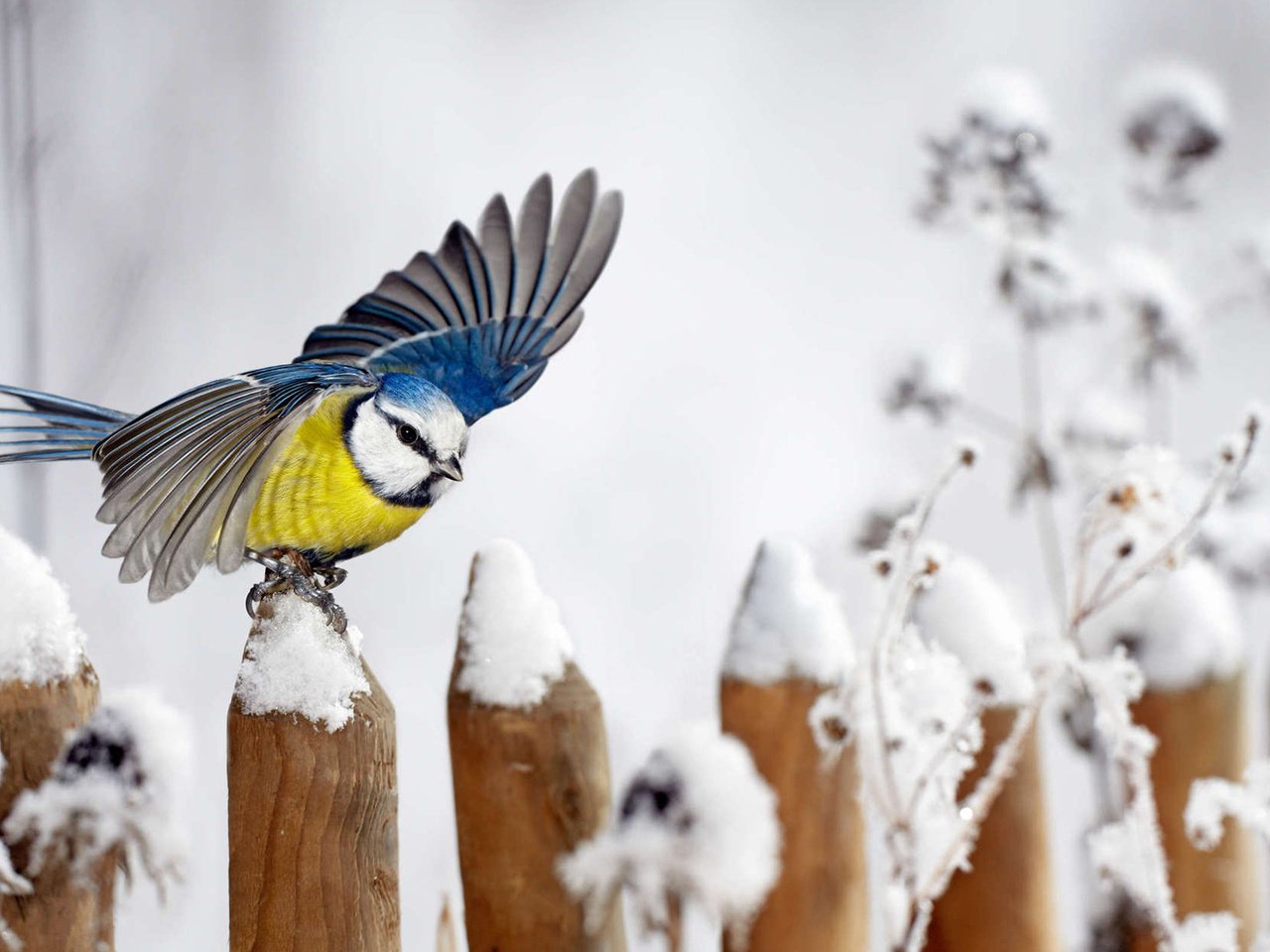 Обои снег, зима, забор, крылья, птица, синица, snow, winter, the fence, wings, bird, tit разрешение 1920x1200 Загрузить