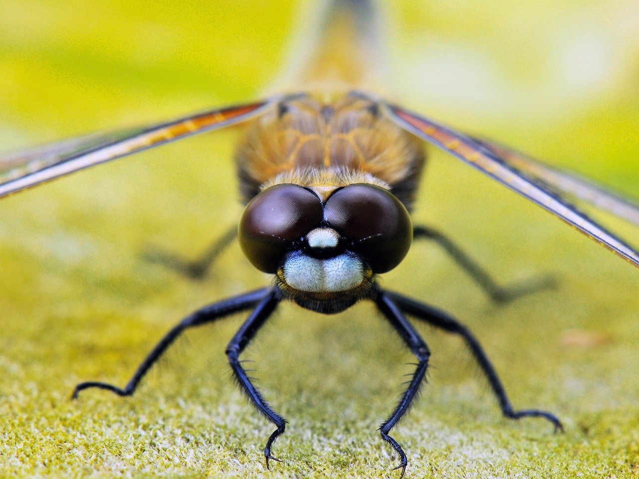 Обои глаза, насекомое, крылья, стрекоза, лапки, крупным планом, eyes, insect, wings, dragonfly, legs, closeup разрешение 1920x1275 Загрузить