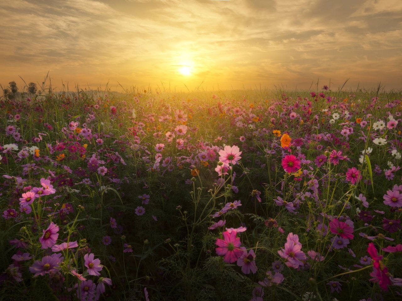 Обои небо, цветы, облака, восход, солнце, закат, пейзаж, космея, the sky, flowers, clouds, sunrise, the sun, sunset, landscape, kosmeya разрешение 4256x2603 Загрузить