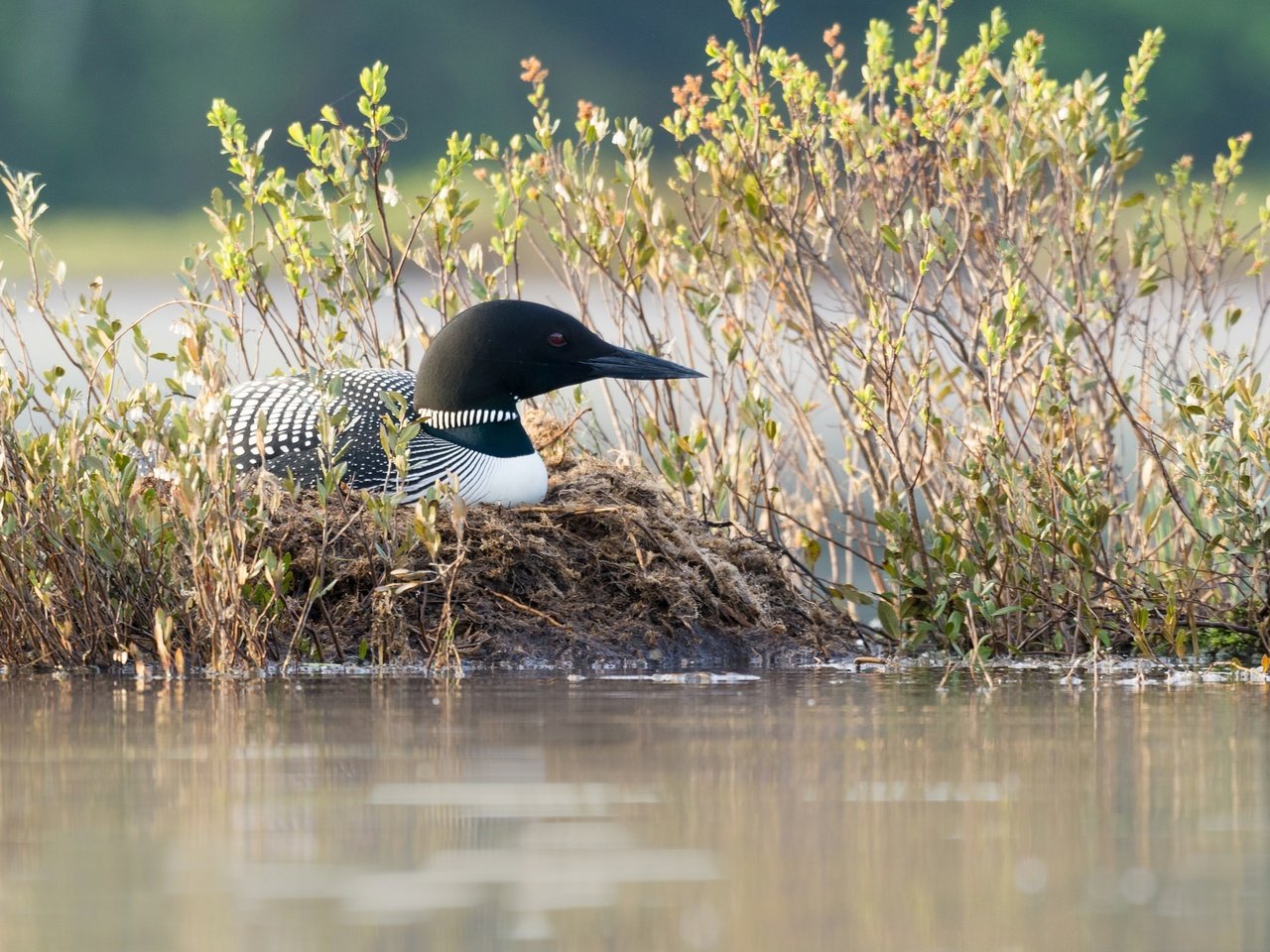 Обои трава, природа, водоем, птица, клюв, черноклювая гагара, гагара, grass, nature, pond, bird, beak, chernokova loon, loon разрешение 2048x1293 Загрузить