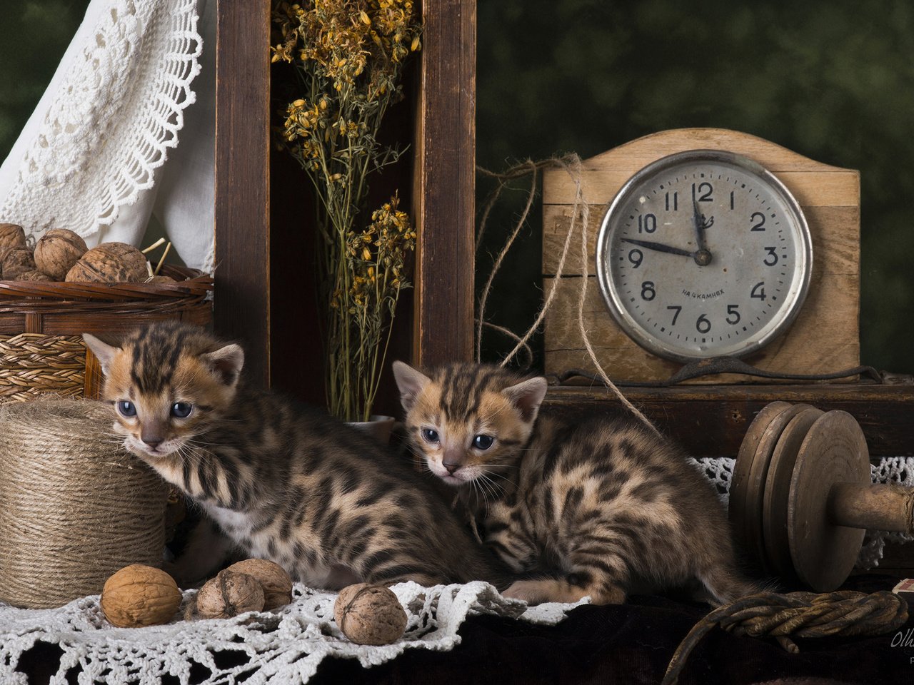 Обои кошки, котята, натюрморт, бенгальская кошка, cats, kittens, still life, bengal cat разрешение 2560x1600 Загрузить