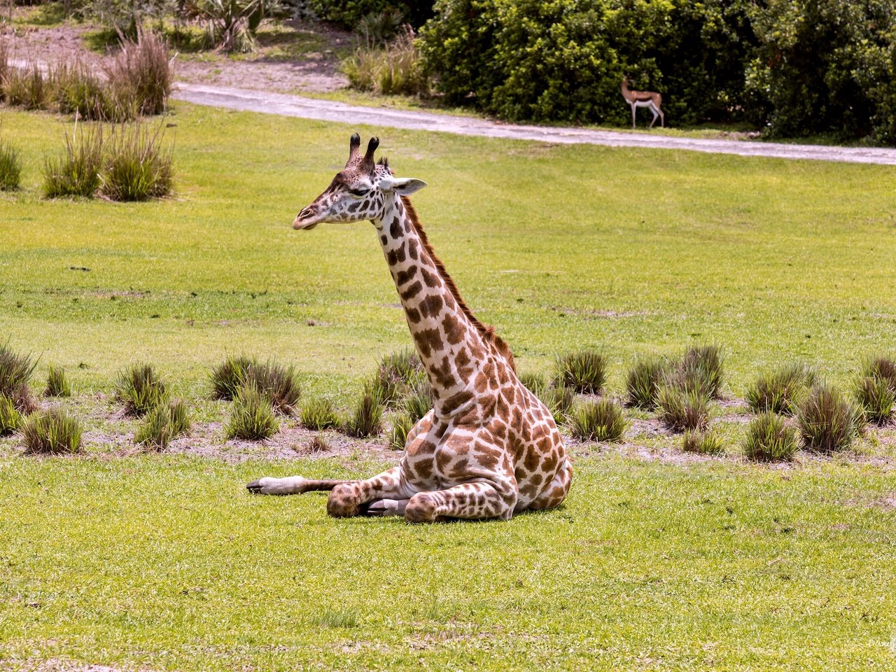 Обои трава, животное, жираф, зоопарк, шея, grass, animal, giraffe, zoo, neck разрешение 2048x1365 Загрузить