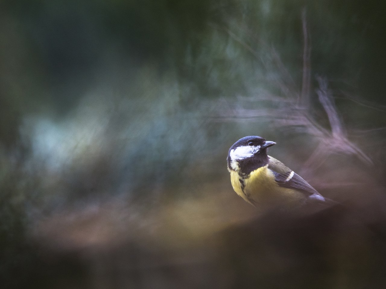 Обои природа, фон, птица, синица, cyril peron, nature, background, bird, tit разрешение 2560x1600 Загрузить