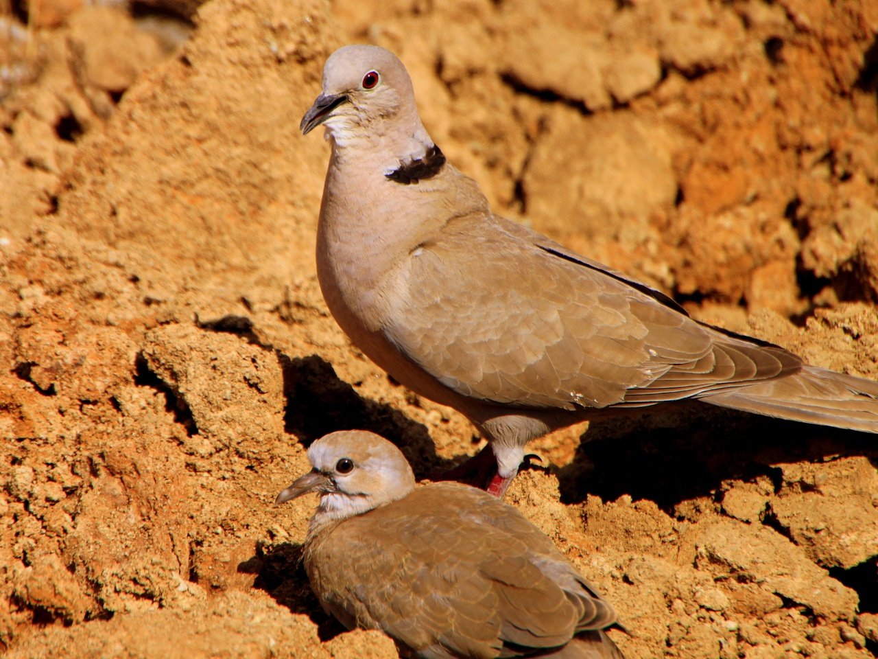 Обои птенец, птицы, голубь, голуби, кормление, chick, birds, dove, pigeons, feeding разрешение 4171x2390 Загрузить