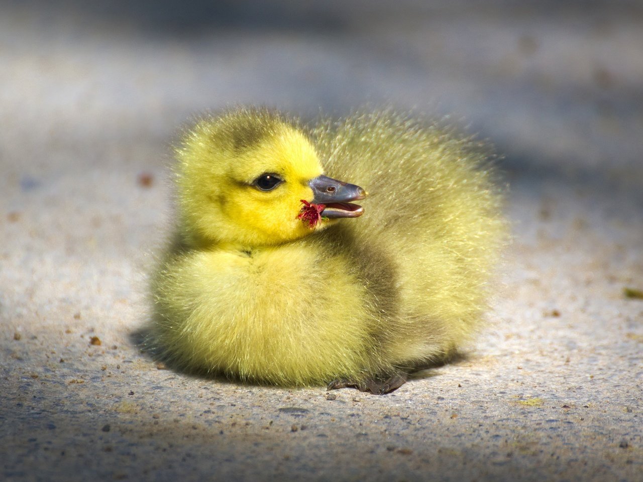 Обои птенец, маленький, птица, клюв, малыш, гусь, глазки, гусенок, chick, small, bird, beak, baby, goose, eyes, gosling разрешение 4176x2349 Загрузить