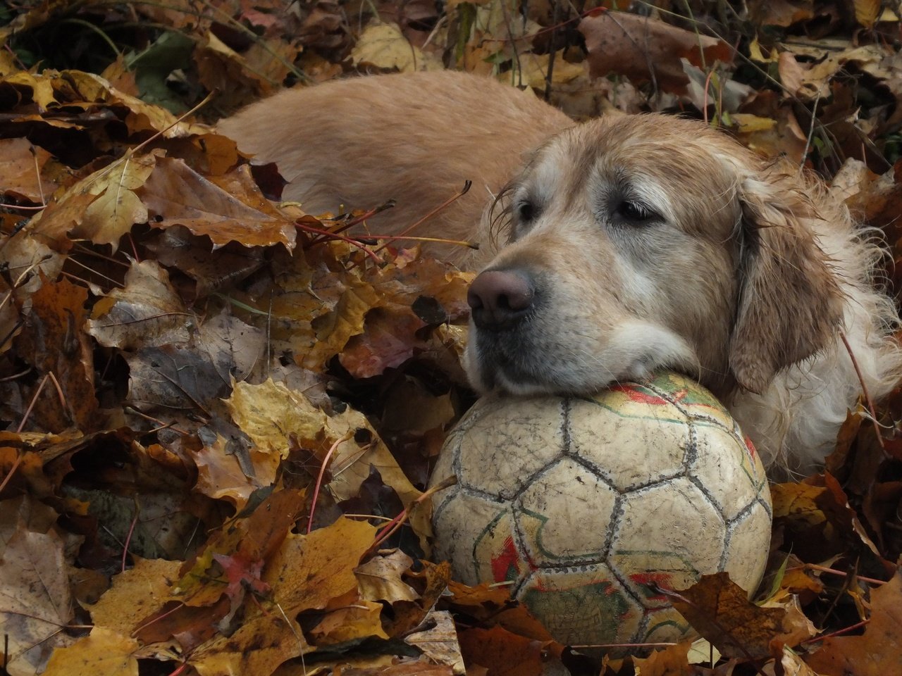 Обои листья, осень, собака, мяч, золотистый ретривер, leaves, autumn, dog, the ball, golden retriever разрешение 4608x3456 Загрузить