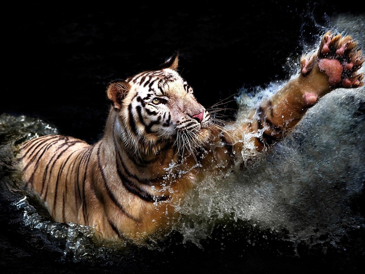 Обои тигр, вода, брызги, хищник, черный фон, животное, лапа, tiger, water, squirt, predator, black background, animal, paw разрешение 2048x1366 Загрузить