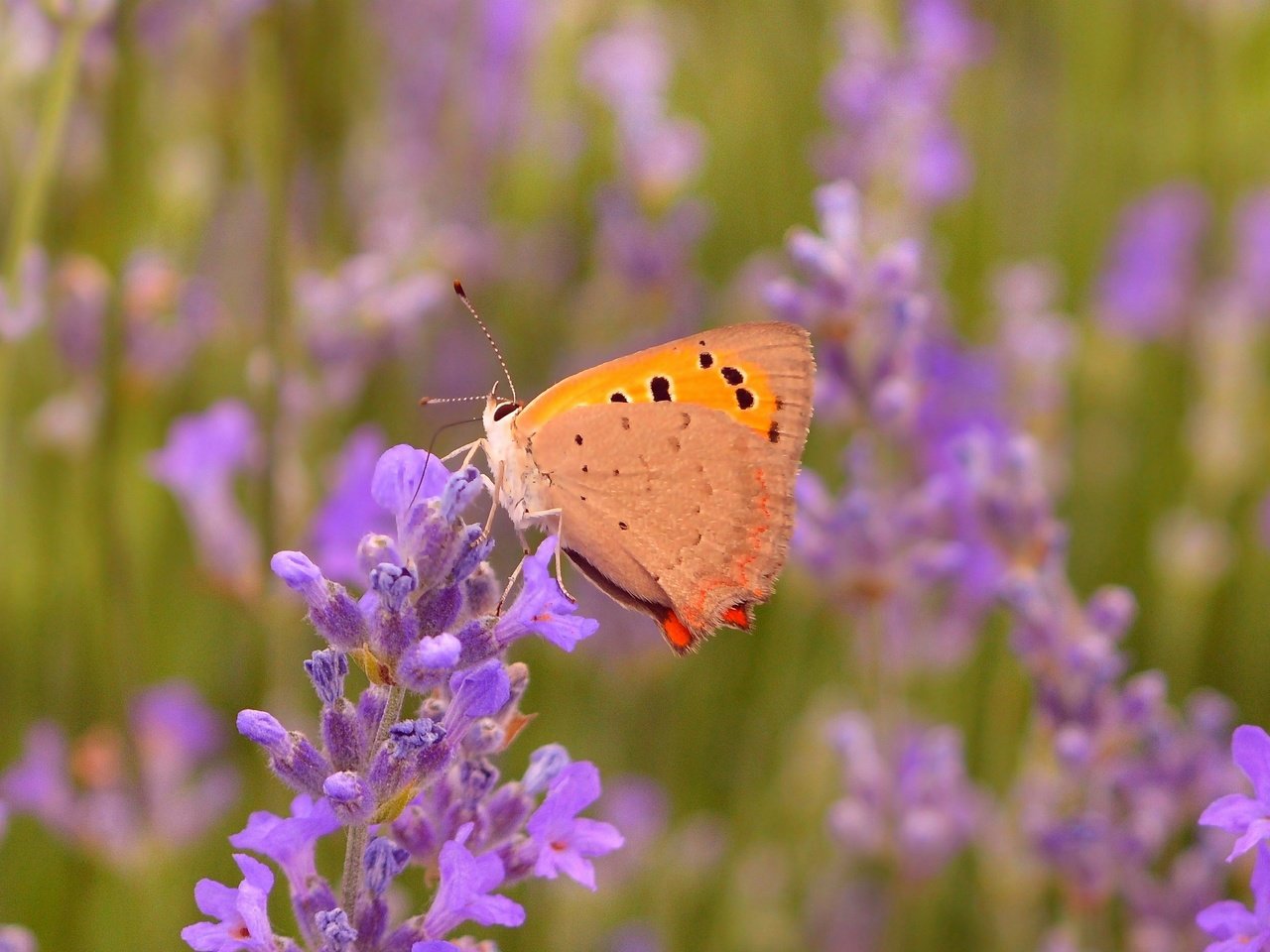 Обои цветы, макро, насекомое, лаванда, бабочка, крылья, flowers, macro, insect, lavender, butterfly, wings разрешение 3000x1876 Загрузить