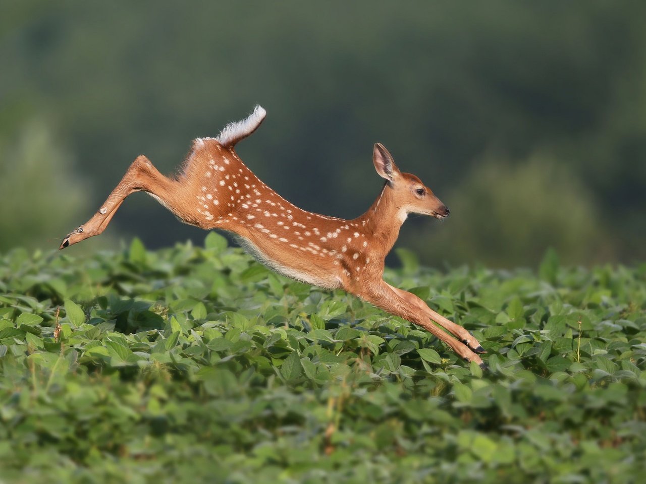 Обои растения, олень, прыжок, олененок, белохвостый олень, plants, deer, jump, fawn, white-tailed deer разрешение 2048x1365 Загрузить