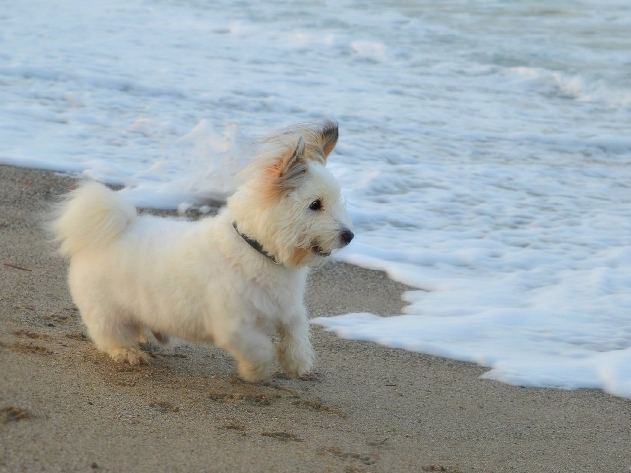 Обои море, песок, пляж, мордочка, взгляд, собака, щенок, собачка, вест-хайленд-уайт-терьер, the west highland white terrier, sea, sand, beach, muzzle, look, dog, puppy разрешение 2000x1256 Загрузить