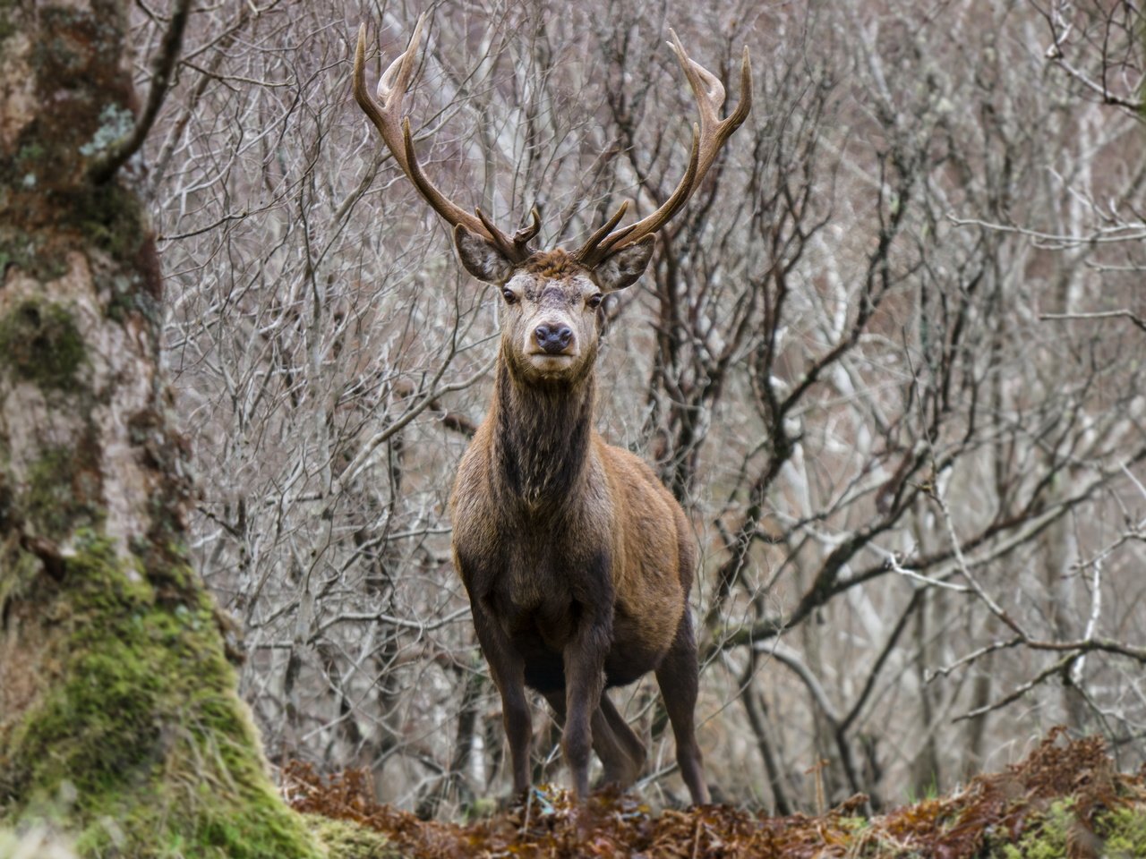 Обои деревья, природа, лес, олень, ветки, мох, животное, рога, trees, nature, forest, deer, branches, moss, animal, horns разрешение 2560x1707 Загрузить