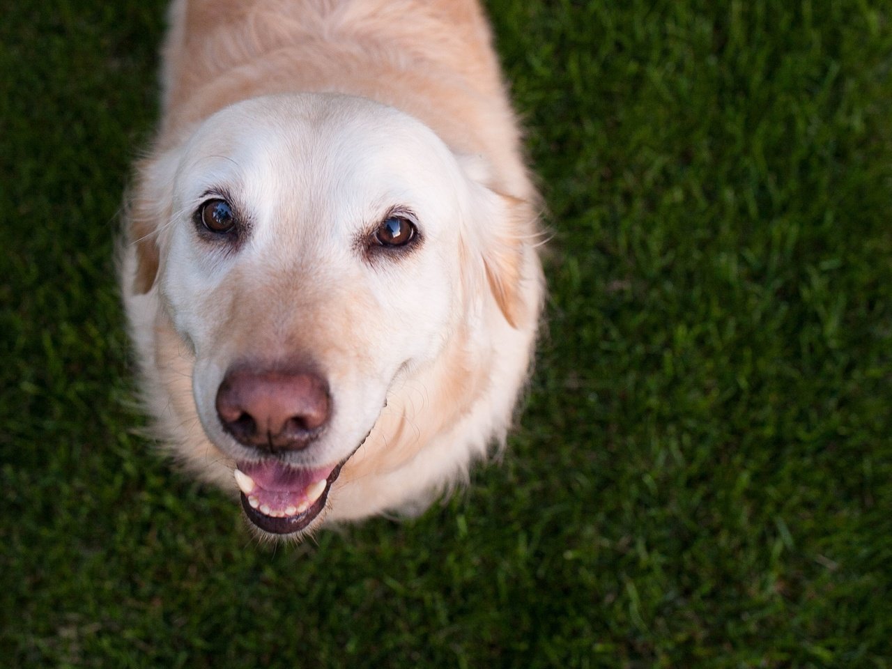 Обои глаза, трава, мордочка, взгляд, собака, лабрадор, eyes, grass, muzzle, look, dog, labrador разрешение 3550x2367 Загрузить