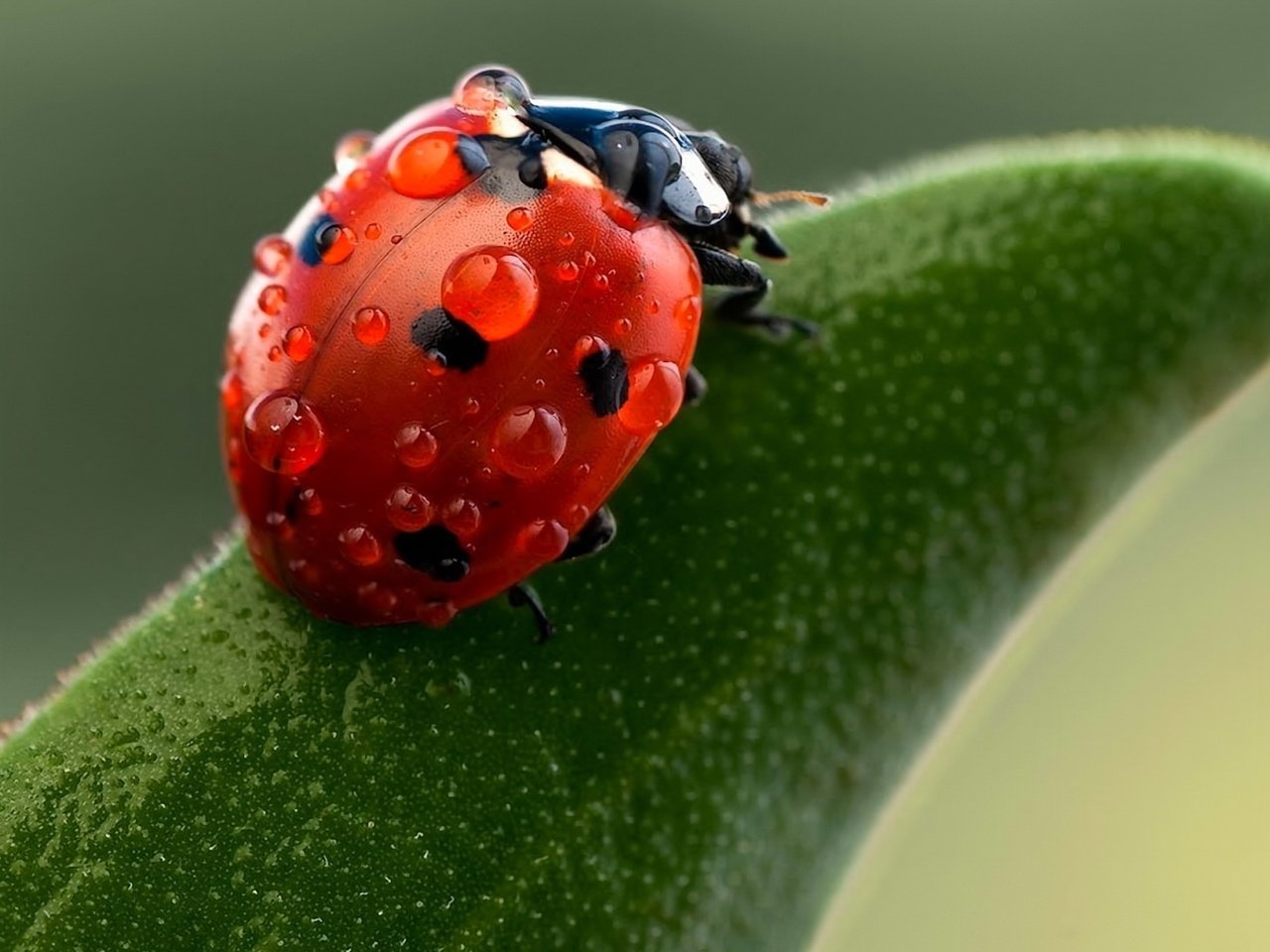 Обои капли, лист, коровка, божья, drops, sheet, ladybug, of god разрешение 2560x1600 Загрузить