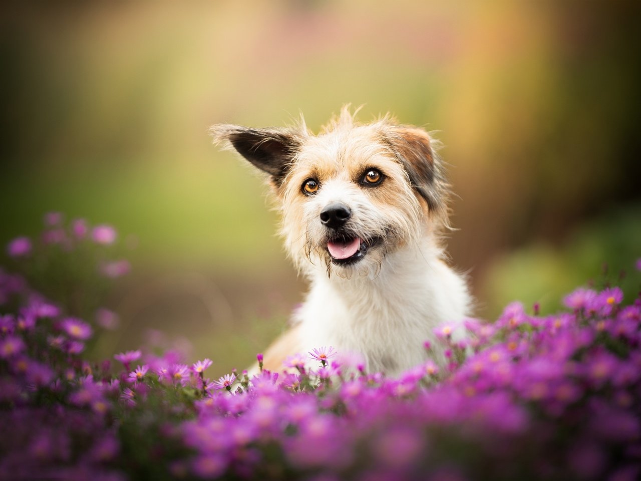 Обои цветы, собака, песик, боке, flowers, dog, doggie, bokeh разрешение 2048x1347 Загрузить