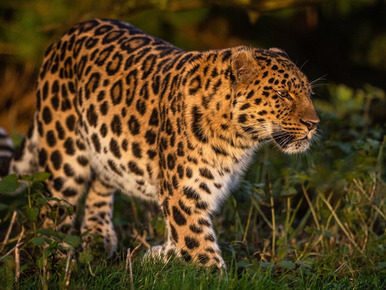 Обои трава, леопард, дикая кошка, grass, leopard, wild cat разрешение 2112x1188 Загрузить