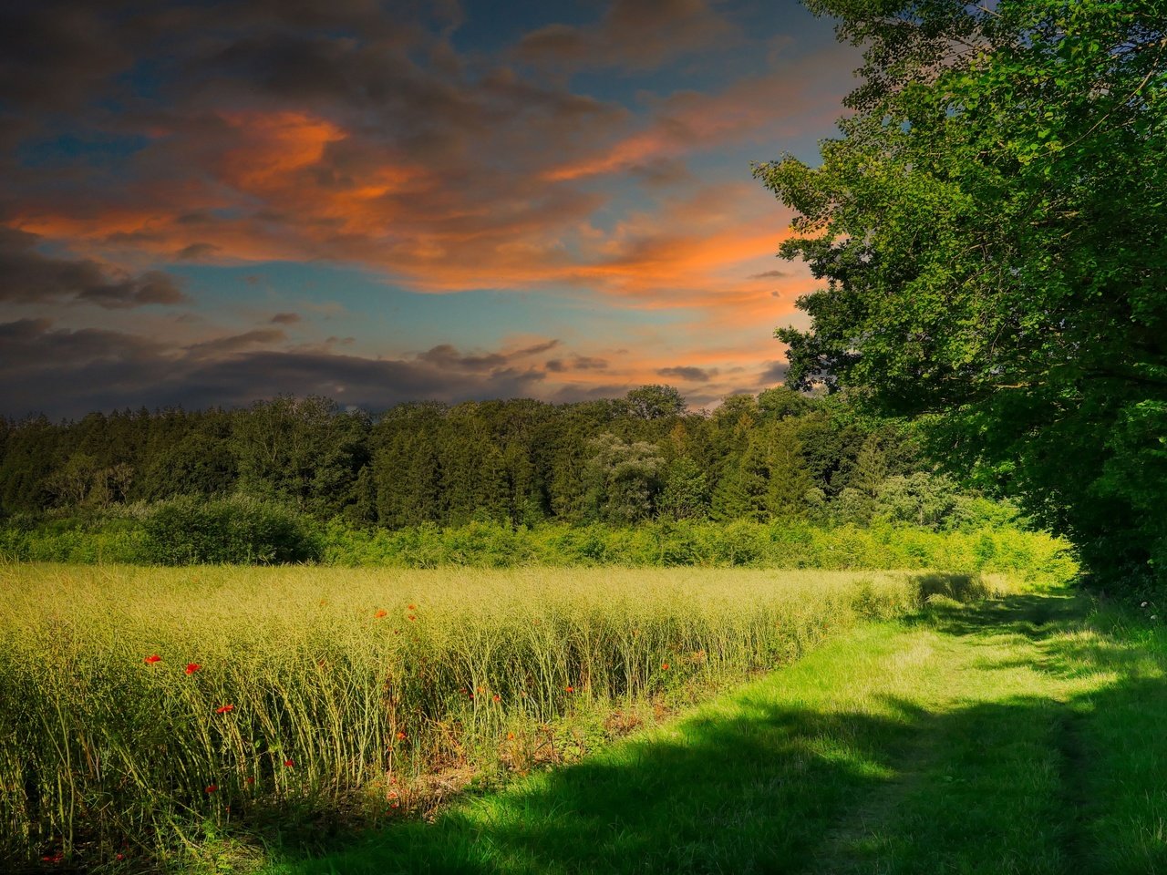 Обои небо, поле, свет, лето, трава, облака, деревья, природа, лес, закат, the sky, field, light, summer, grass, clouds, trees, nature, forest, sunset разрешение 3840x2160 Загрузить