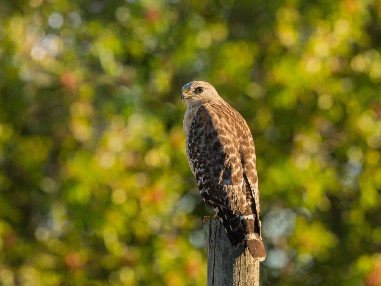 Обои фон, птица, столб, сокол, боке, хищная, background, bird, post, falcon, bokeh, predatory разрешение 3725x3077 Загрузить