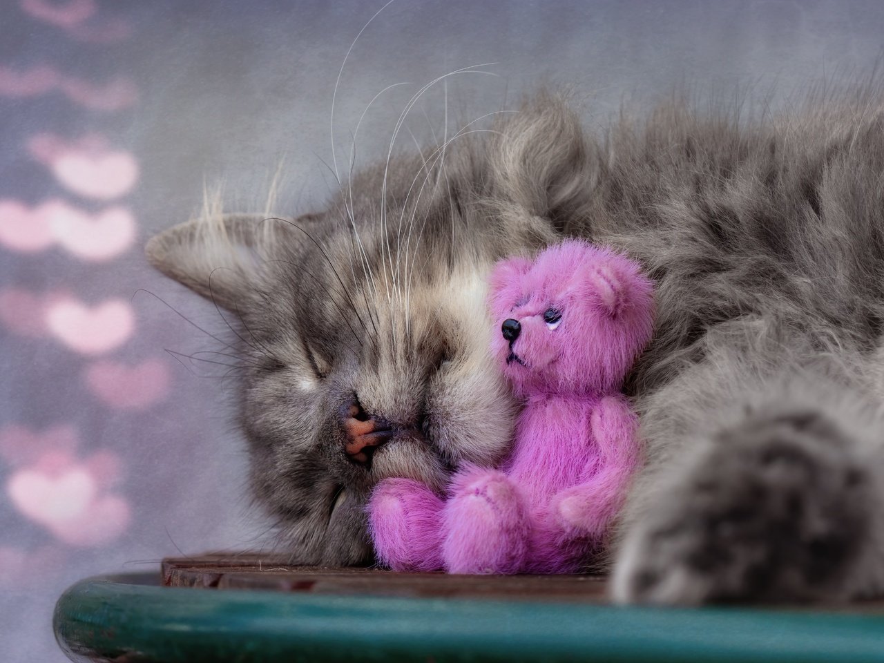 Обои морда, игрушка, поза, розовый, кот, тедди, кошка, медведь, нос, сон, сердечки, лежит, боке, серый, спит, sleeping, face, toy, pose, pink, cat, teddy, bear, nose, sleep, hearts, lies, bokeh, grey разрешение 6000x4000 Загрузить