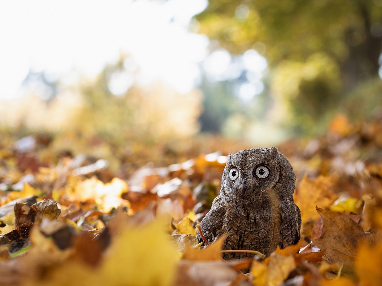 Обои сова, листва, взгляд, осень, птица, боке, сыч, осенние листья, owl, foliage, look, autumn, bird, bokeh, autumn leaves разрешение 2000x1440 Загрузить