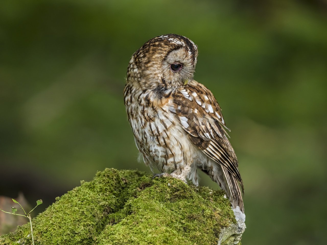 Обои сова, птица, мох, зеленый фон, owl, bird, moss, green background разрешение 6048x4024 Загрузить