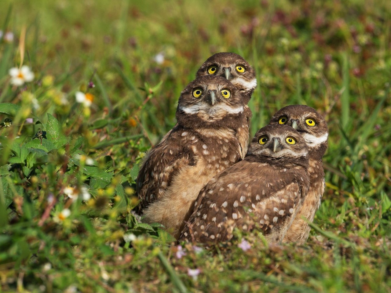 Обои трава, взгляд, птицы, боке, совы, сычи, grass, look, birds, bokeh, owls разрешение 3656x2594 Загрузить