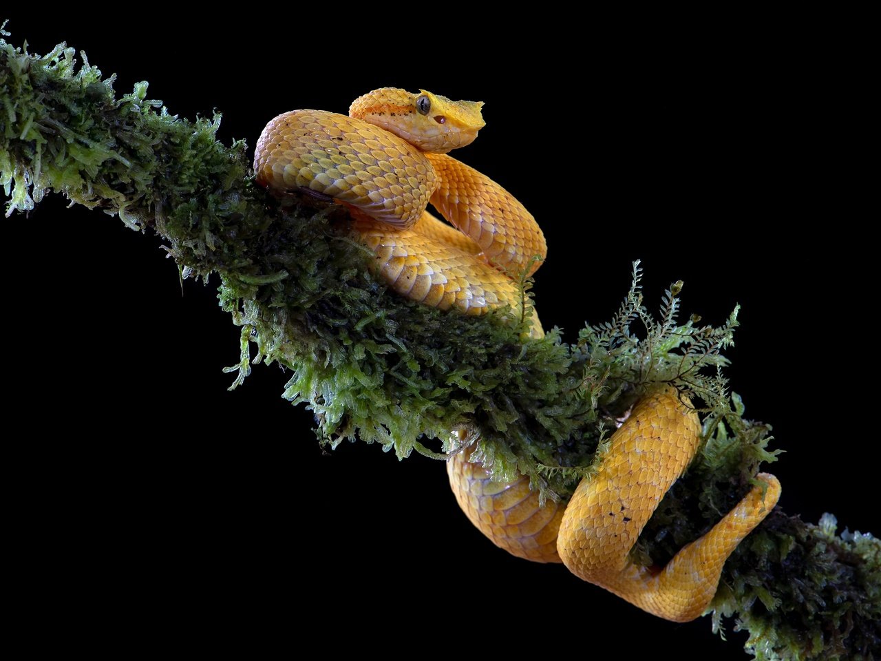 Обои ветка, змея, мох, черный фон, жёлтая, branch, snake, moss, black background, yellow разрешение 3840x2556 Загрузить