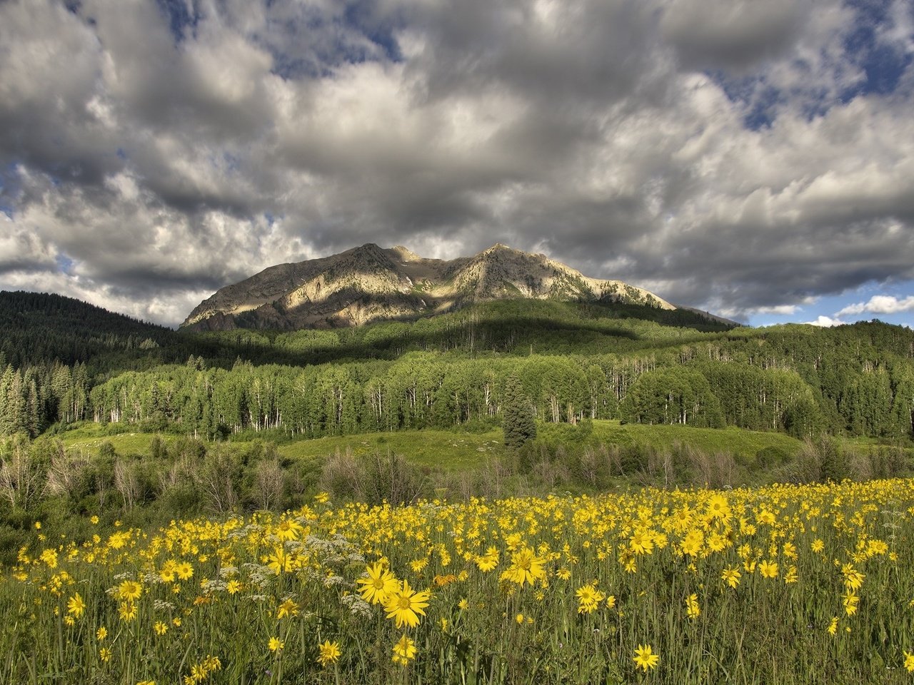 Обои цветы, горы, луг, желтые, flowers, mountains, meadow, yellow разрешение 2000x1314 Загрузить