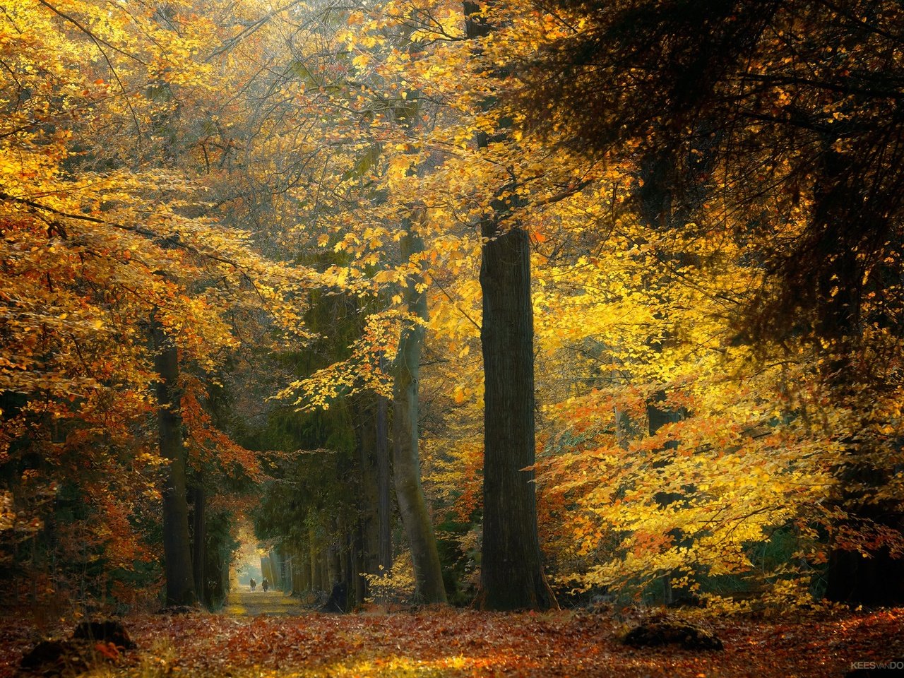 Обои деревья, лес, осень, нидерланды, trees, forest, autumn, netherlands разрешение 2048x1365 Загрузить