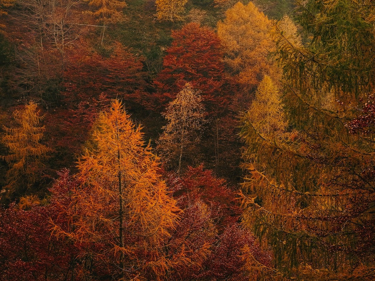 Обои деревья, лес, осень, заросли, trees, forest, autumn, thickets разрешение 3840x2160 Загрузить