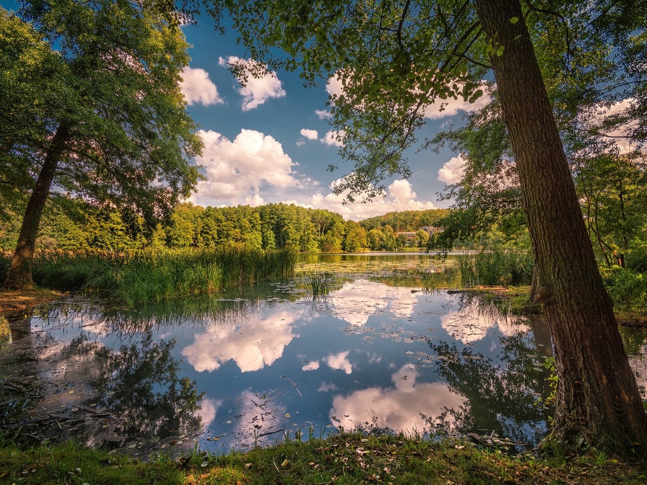 Обои деревья, озеро, отражение, парк, камыш, trees, lake, reflection, park, reed разрешение 2048x1365 Загрузить