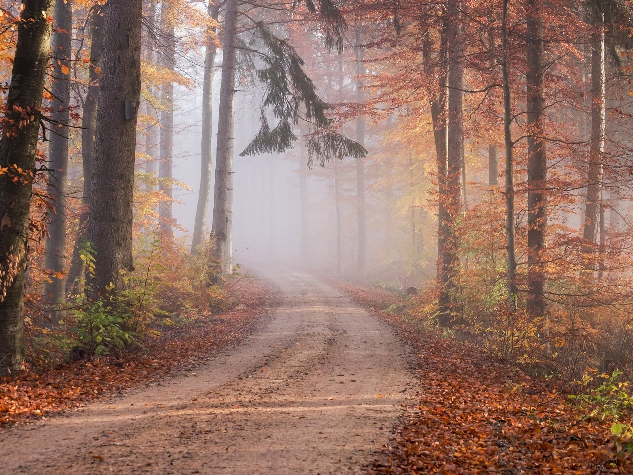 Обои дорога, тропинка, лес, хвоя, туман, ветки, стволы, листва, осень, road, path, forest, needles, fog, branches, trunks, foliage, autumn разрешение 3840x2160 Загрузить