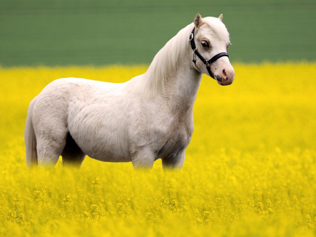 Обои лошадь, белый, конь, рапс, horse, white, rape разрешение 3000x1846 Загрузить