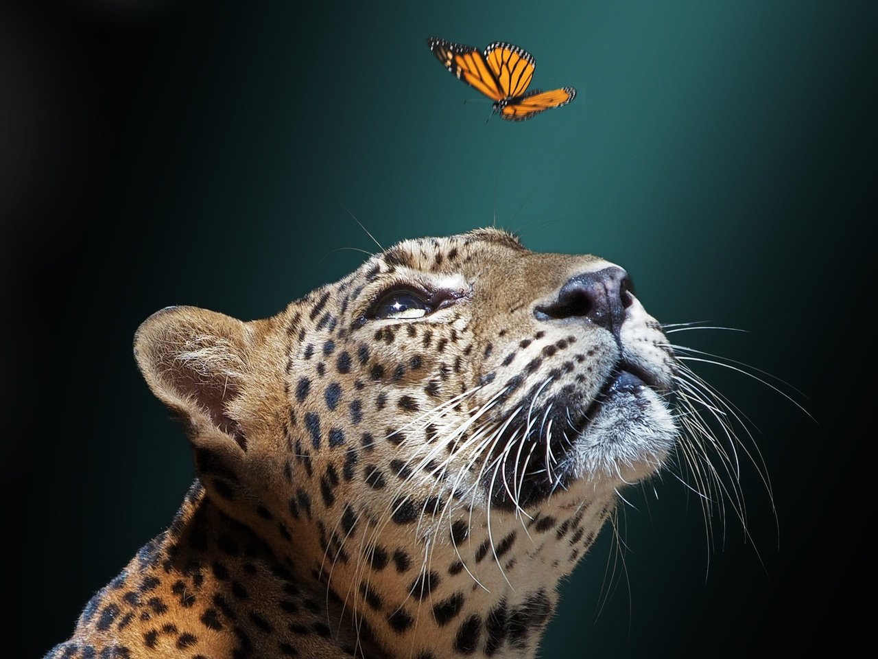 Обои морда, фон, бабочка, ягуар, дикая кошка, face, background, butterfly, jaguar, wild cat разрешение 2048x1536 Загрузить