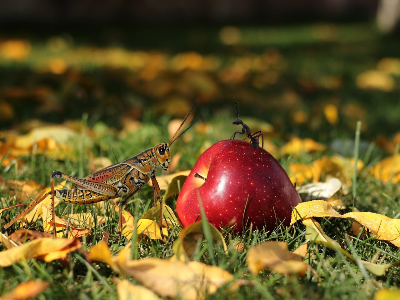 Обои муравей, яблоко, кузнечик, ant, apple, grasshopper разрешение 3840x2560 Загрузить