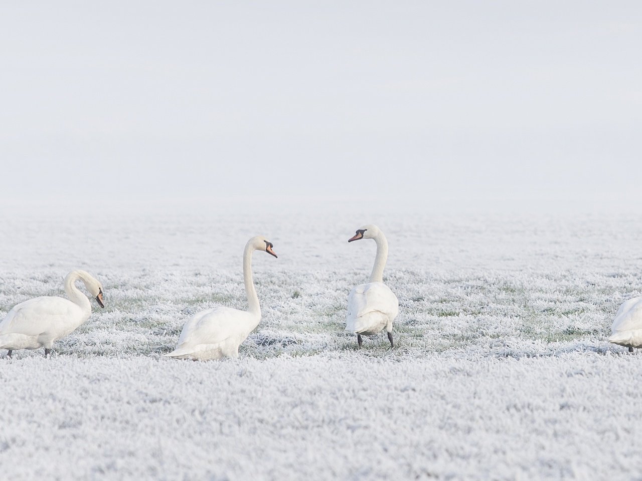 Обои снег, природа, зима, птицы, лебеди, лебедь, snow, nature, winter, birds, swans, swan разрешение 3840x2160 Загрузить