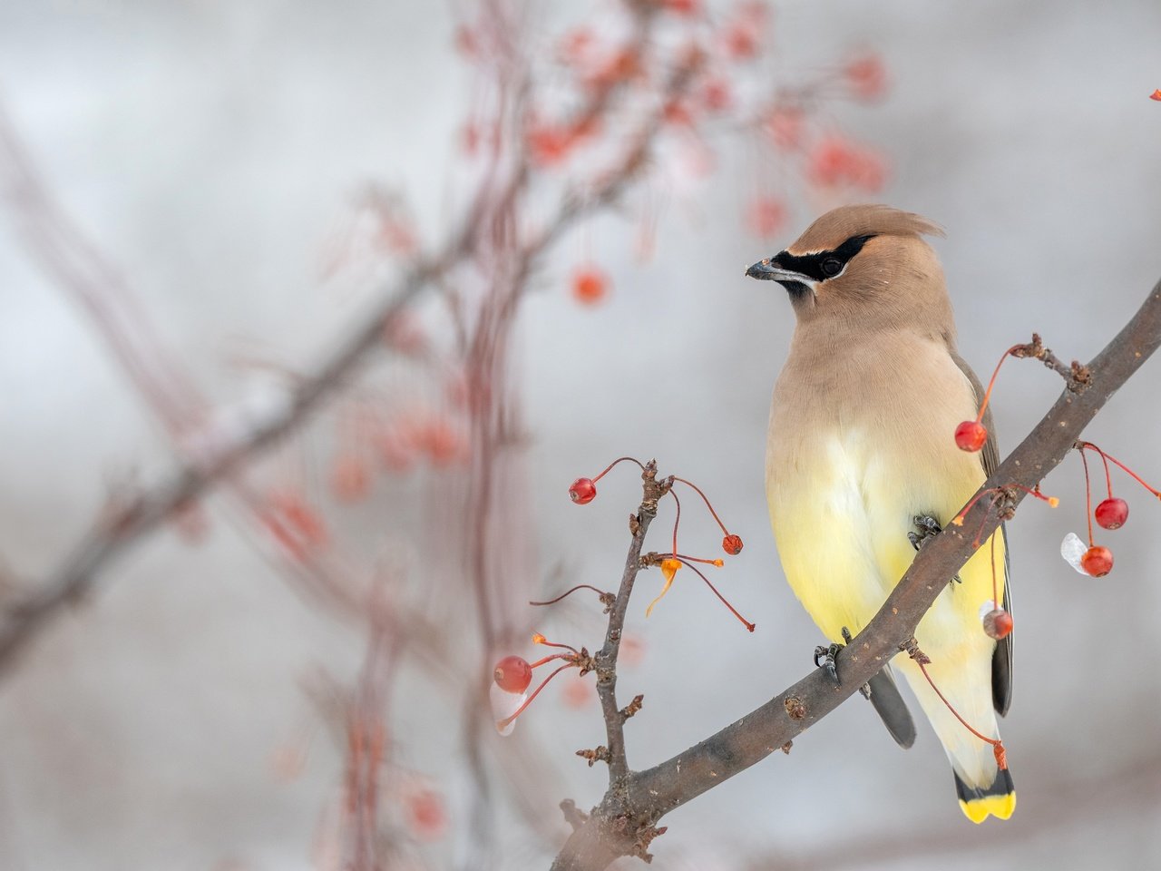 Обои ветки, осень, птица, ягоды, свиристель, branches, autumn, bird, berries, the waxwing разрешение 3840x2160 Загрузить