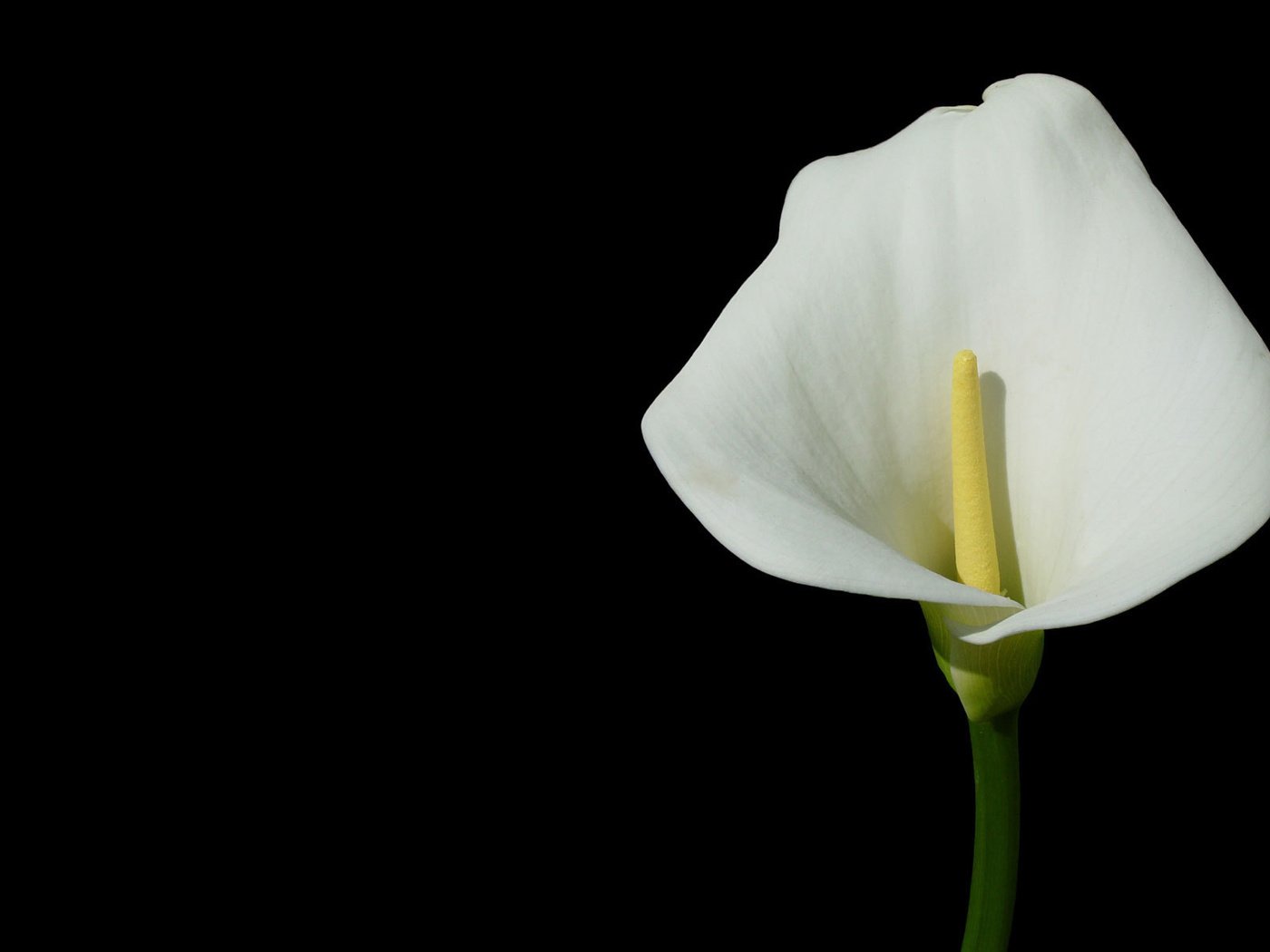 Обои цветок, темный фон, калла, flower, the dark background, calla разрешение 1920x1200 Загрузить