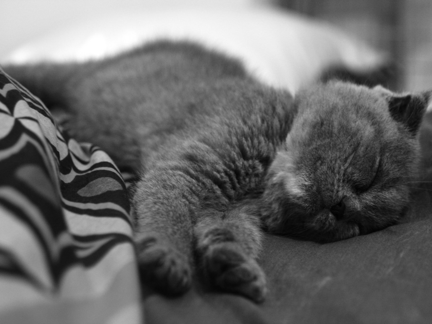 Обои чёрно-белое, котенок, спит, нос, black and white, kitty, sleeping, nose разрешение 3888x2592 Загрузить