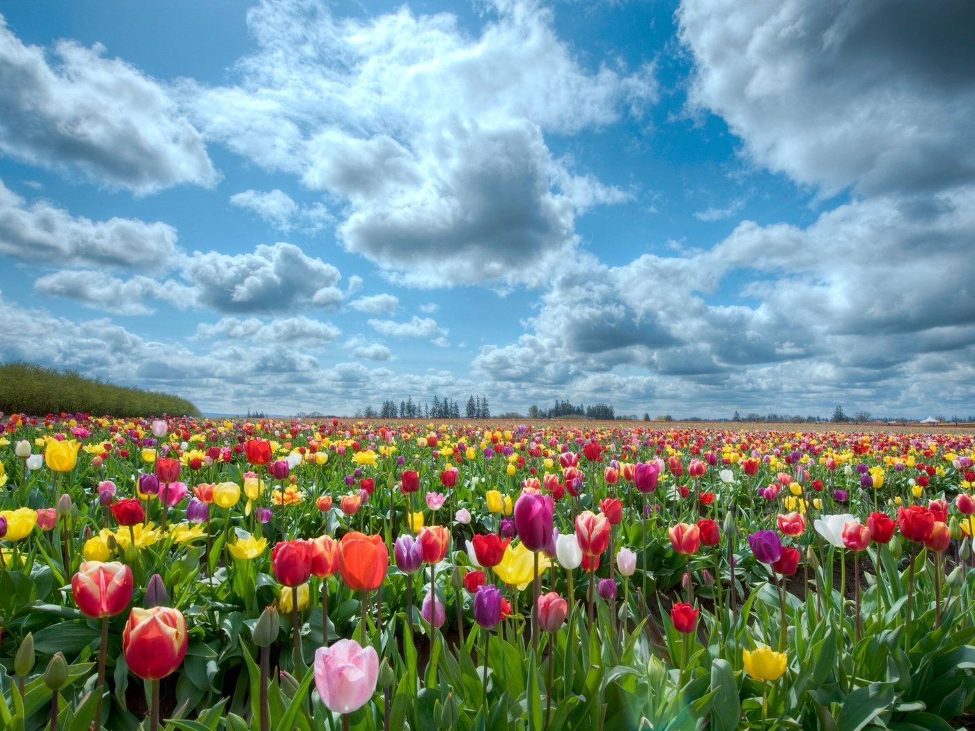 Обои небо, природа, поле, тюльпаны, the sky, nature, field, tulips разрешение 2560x1600 Загрузить