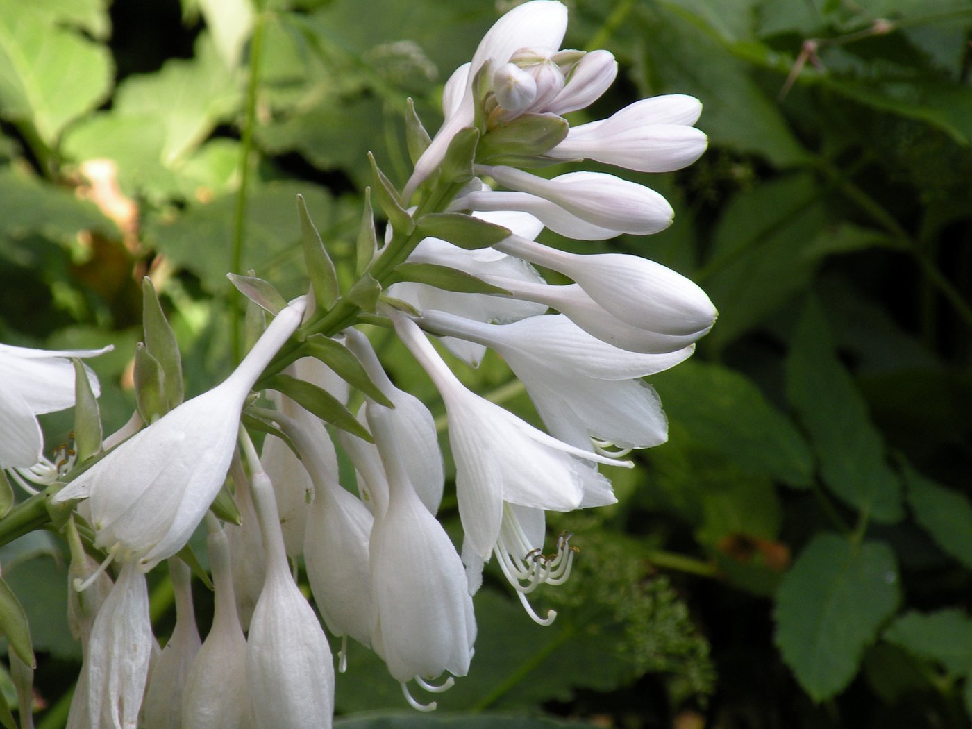 Обои цветы, белые, колокольчики, бутончики, flowers, white, bells, buds разрешение 1920x1200 Загрузить