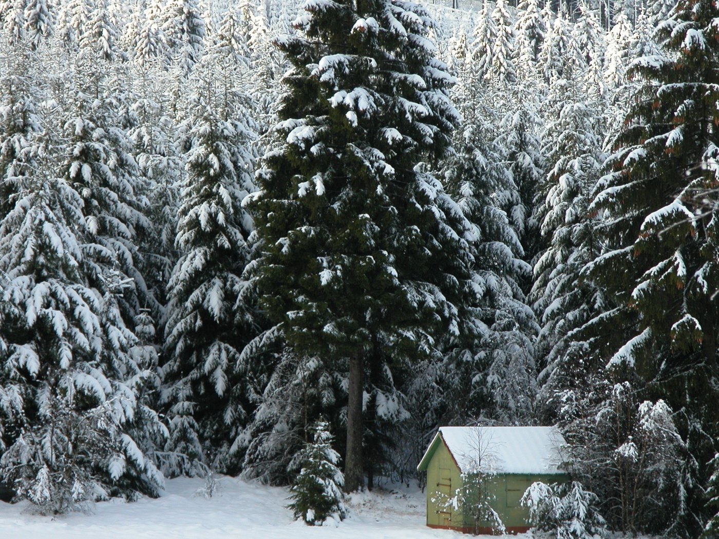 Обои деревья, снег, лес, зима, домик, ели, trees, snow, forest, winter, house, ate разрешение 2560x1600 Загрузить
