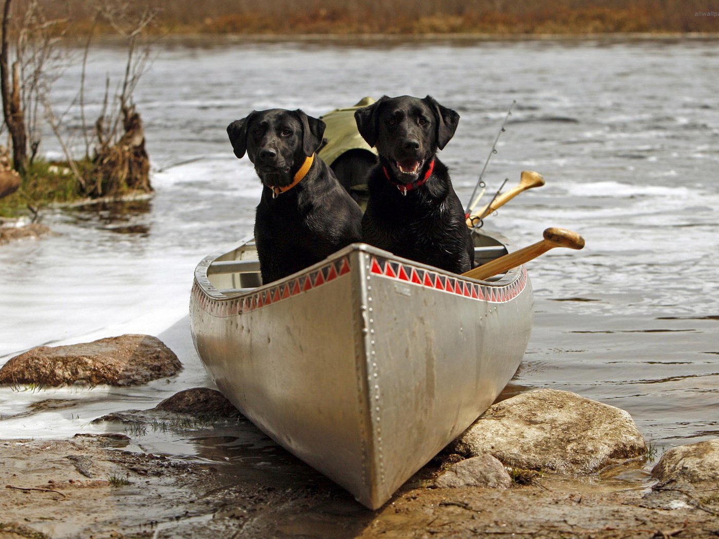 Обои река, камни, лодка, пара, ошейник, собаки, лабрадор ретривер, river, stones, boat, pair, collar, dogs, labrador retriever разрешение 1920x1200 Загрузить