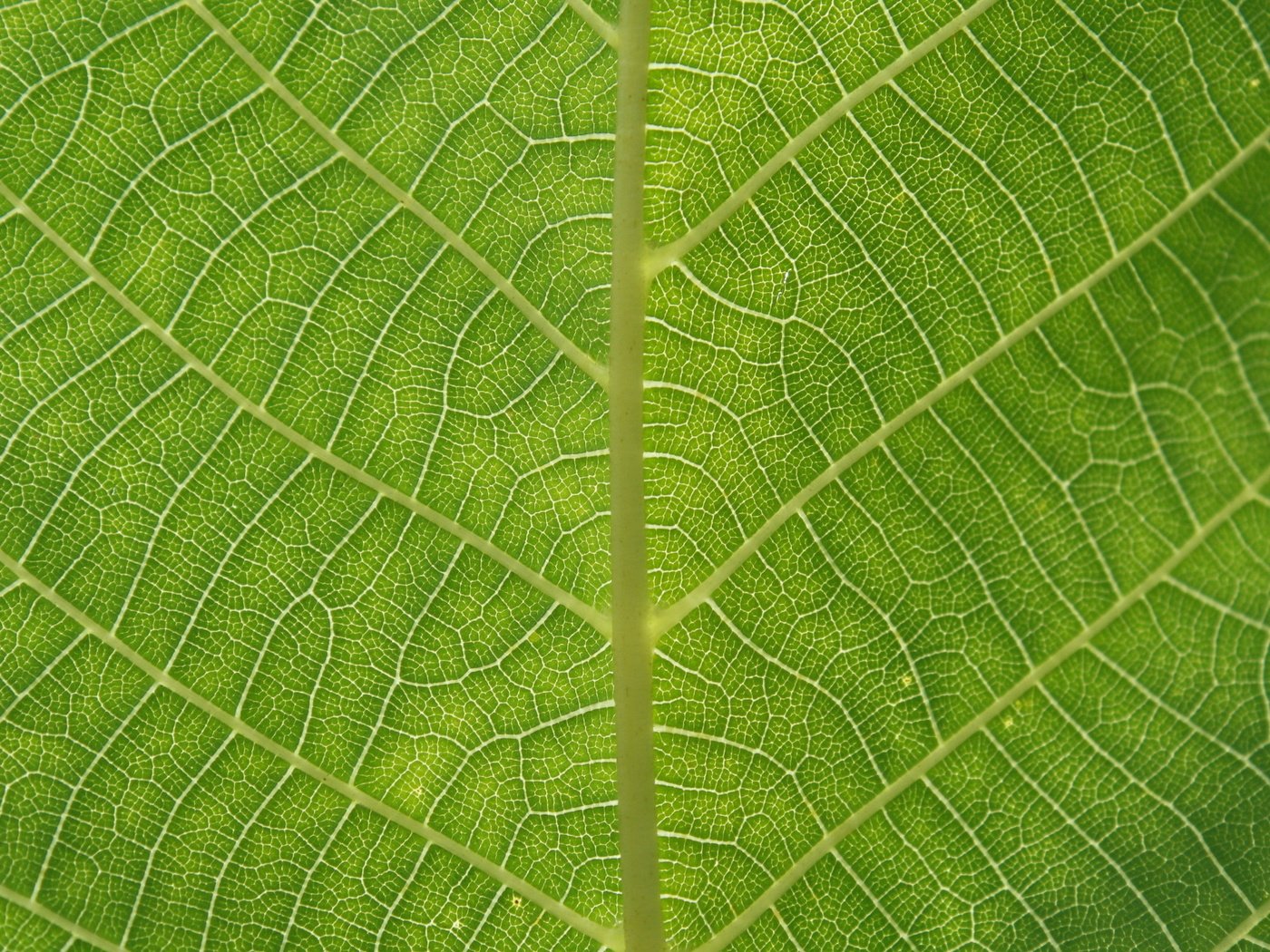 Обои зелень, зелёный, макро, лист, greens, green, macro, sheet разрешение 2560x1600 Загрузить